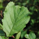 Svartelri / Rauðelri - Alnus glutinosa