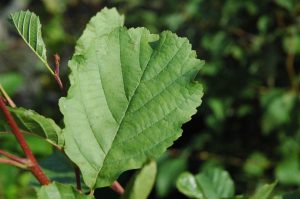 Svartelri / Rauðelri - Alnus glutinosa