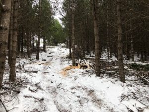 Stafafura - Pinus contorta - Image 5