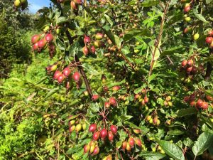Alaskaepli - Malus fusca - Image 5