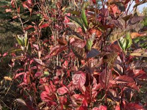 Alaskaepli - Malus fusca - Image 6
