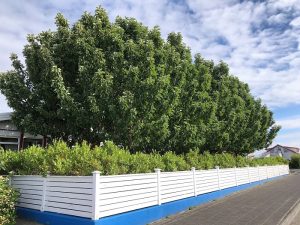 Alaskaösp - Populus trichocarpa 'Keisari', 'Sæland', 'Pinni', 'Haukur' og 'Súla' - Image 5
