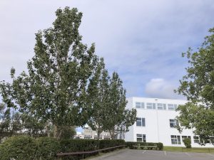 Alaskaösp - Populus trichocarpa 'Keisari', 'Sæland', 'Pinni', 'Haukur' og 'Súla' - Image 7