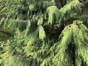 Alaskasýprus - Cupressus nootkatensis - Image 4