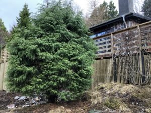 Alaskasýprus - Cupressus nootkatensis - Image 3