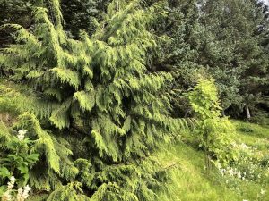 Alaskasýprus - Cupressus nootkatensis - Image 5