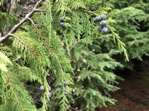 Alaskasýprus - Cupressus nootkatensis - Image 6