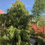 Alaskasýprus - Cupressus nootkatensis