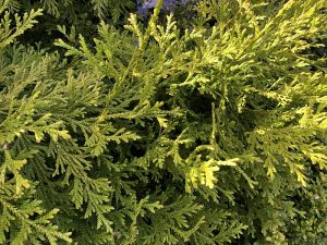 Alaskasýprus - Cupressus nootkatensis - Image 2