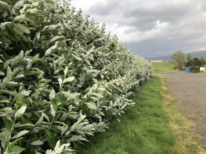 Alaskavíðir - Salix alaxensis - 'Gústa', 'Oddur Guli', 'Töggur' o.fl. yrki - Image 4