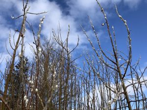 Alaskavíðir - Salix alaxensis - 'Gústa', 'Oddur Guli', 'Töggur' o.fl. yrki - Image 5