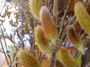 Alaskavíðir - Salix alaxensis - 'Gústa', 'Oddur Guli', 'Töggur' o.fl. yrki - Image 3