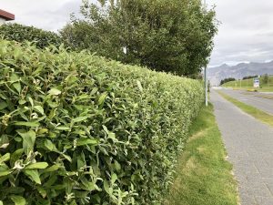 Alaskavíðir - Salix alaxensis - 'Gústa', 'Oddur Guli', 'Töggur' o.fl. yrki - Image 2