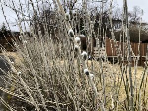 Alaskavíðir - Salix alaxensis - 'Gústa', 'Oddur Guli', 'Töggur' o.fl. yrki - Image 7