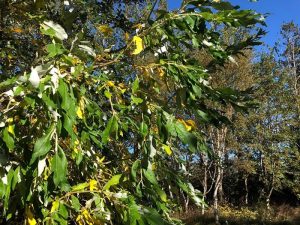 Alaskavíðir - Salix alaxensis - 'Gústa', 'Oddur Guli', 'Töggur' o.fl. yrki - Image 9