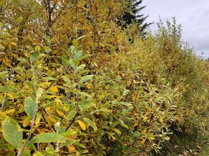 Alaskavíðir - Salix alaxensis - 'Gústa', 'Oddur Guli', 'Töggur' o.fl. yrki - Image 8