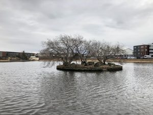 Alaskavíðir - Salix alaxensis - 'Gústa', 'Oddur Guli', 'Töggur' o.fl. yrki - Image 6