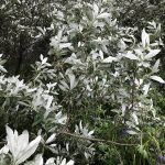 Alaskavíðir - Salix alaxensis - 'Gústa', 'Oddur Guli', 'Töggur' o.fl. yrki