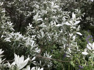 Alaskavíðir - Salix alaxensis - 'Gústa', 'Oddur Guli', 'Töggur' o.fl. yrki