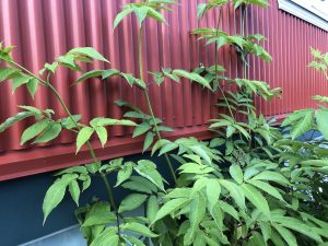 Alaskayllir / Rauðyllir - Sambucus racemosa ssp. arborescens - Image 4