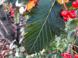 Alpareynir - Sorbus mougeotii - Image 3