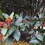 Alpareynir - Sorbus mougeotii