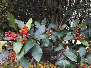 Alpareynir - Sorbus mougeotii