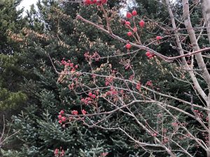 Alpareynir - Sorbus mougeotii - Image 6