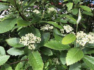 Alpareynir - Sorbus mougeotii - Image 7
