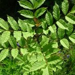 Askur - Fraxinus excelsior