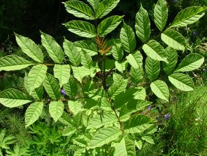 Askur - Fraxinus excelsior