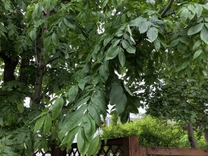 Askur - Fraxinus excelsior - Image 2