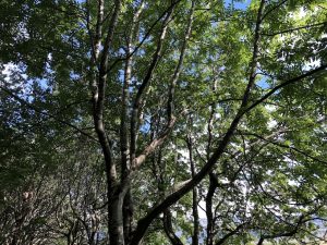 Askur - Fraxinus excelsior - Image 4