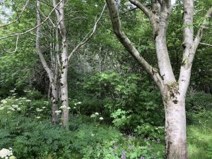 Askur - Fraxinus excelsior - Image 3