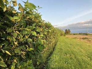 Alaskaösp - Populus trichocarpa 'Keisari', 'Sæland', 'Pinni', 'Haukur' og 'Súla' - Image 6