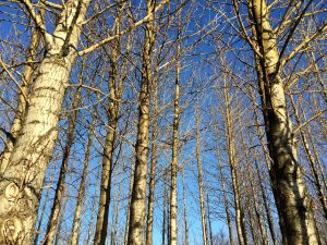 Alaskaösp - Populus trichocarpa 'Keisari', 'Sæland', 'Pinni', 'Haukur' og 'Súla'