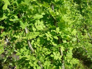 Baunatré - Caragana arborescens - Image 2