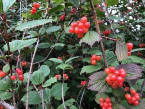 Bersarunni - Viburnum edule - Image 2