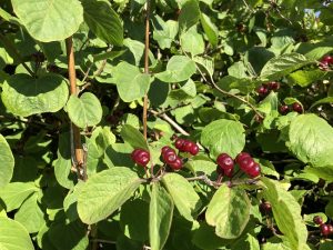 Dúntoppur - Lonicera xylosteum