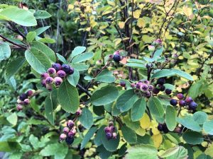 Hlíðaramall / Hunangsviður - Amelanchier alnifolia - Image 3