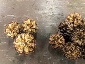 Bergfura - Pinus uncinata - Image 5