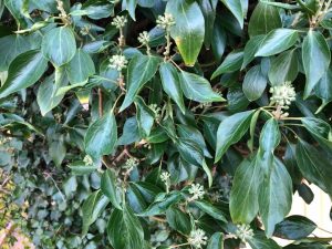 Írabergflétta - Hedera hibernica - Image 3