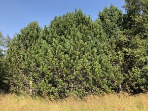 Bergfura - Pinus uncinata - Image 4