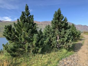 Bergfura - Pinus uncinata - Image 3