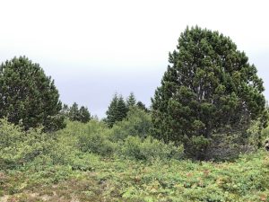 Bergfura - Pinus uncinata - Image 6