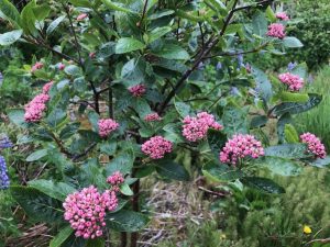 Bergreynir - Sorbus x ambigua - Image 2