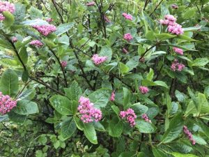 Bergreynir - Sorbus x ambigua - Image 3