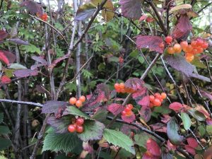 Bersarunni - Viburnum edule - Image 3