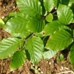 Beyki - Fagus sylvatica