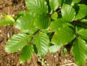 Beyki - Fagus sylvatica